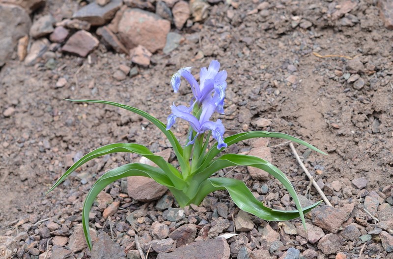 Iris graeberiana photo 2