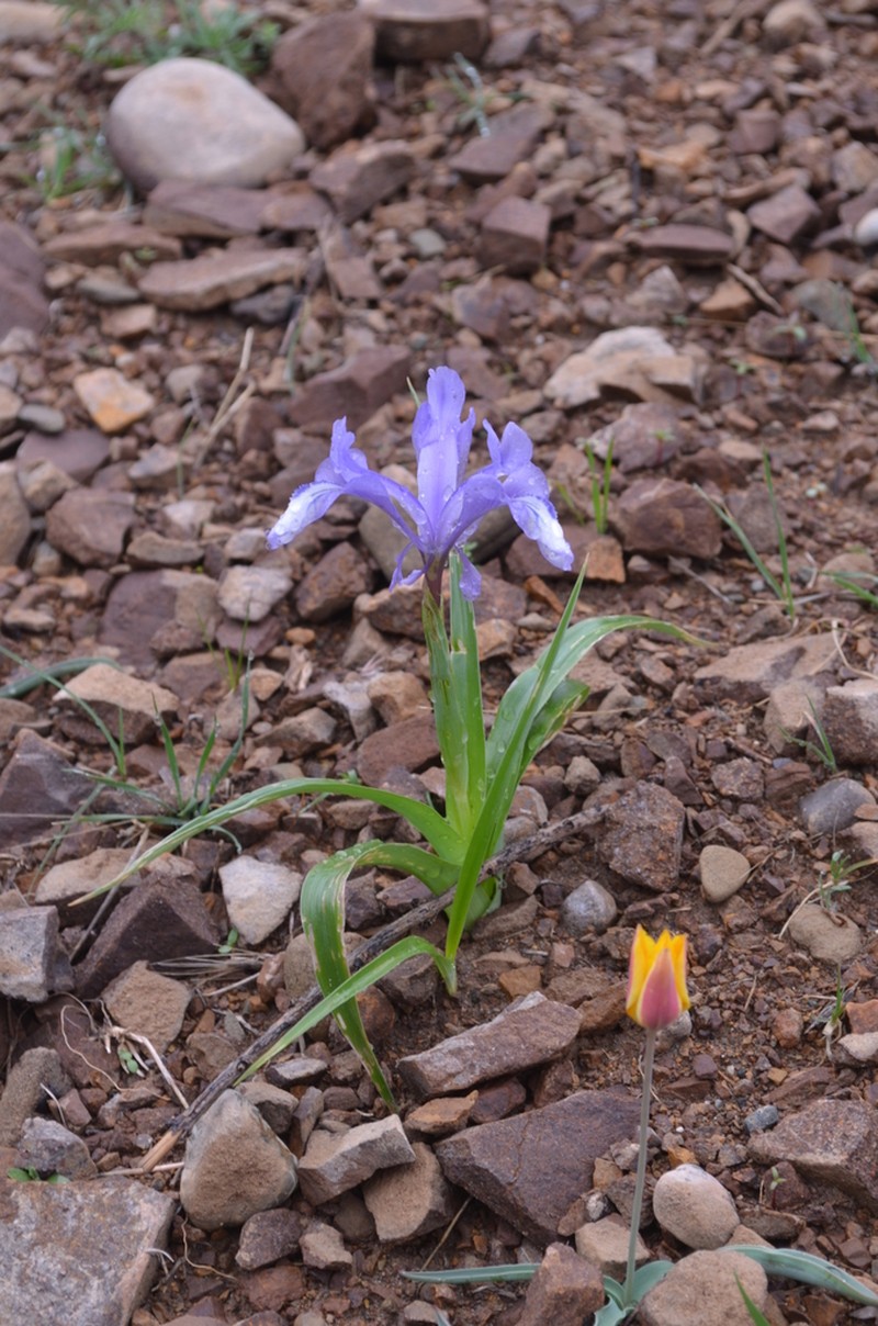 Iris graeberiana photo 3
