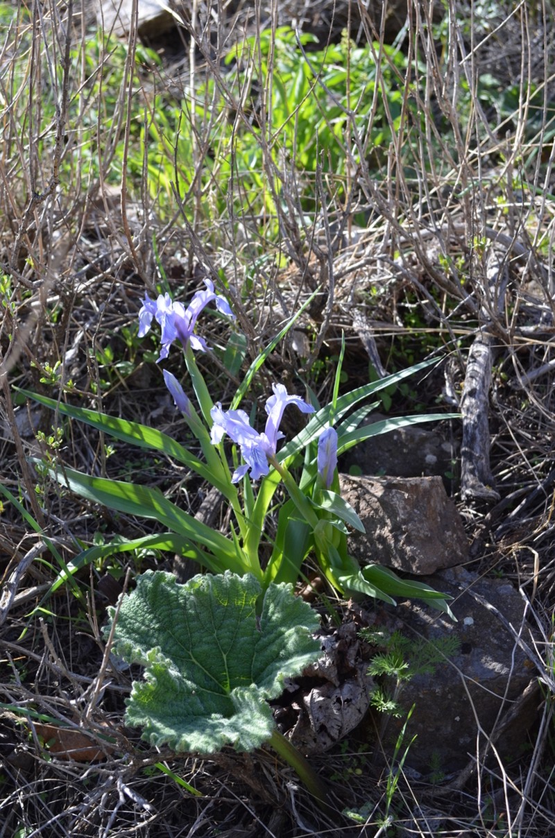 Iris graeberiana photo 4