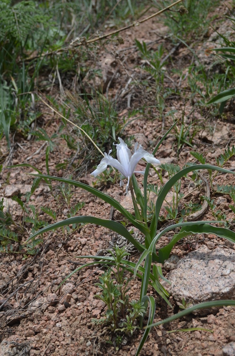 Iris graeberiana photo 5