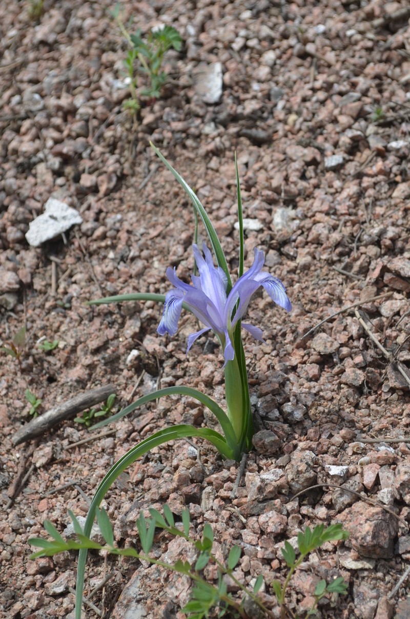 Iris graeberiana photo 6