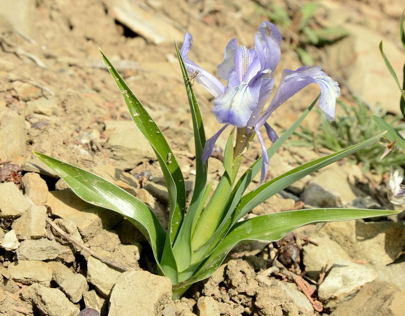 Iris graeberiana photo 7