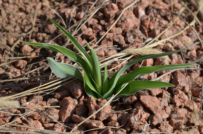 Iris graeberiana photo 8