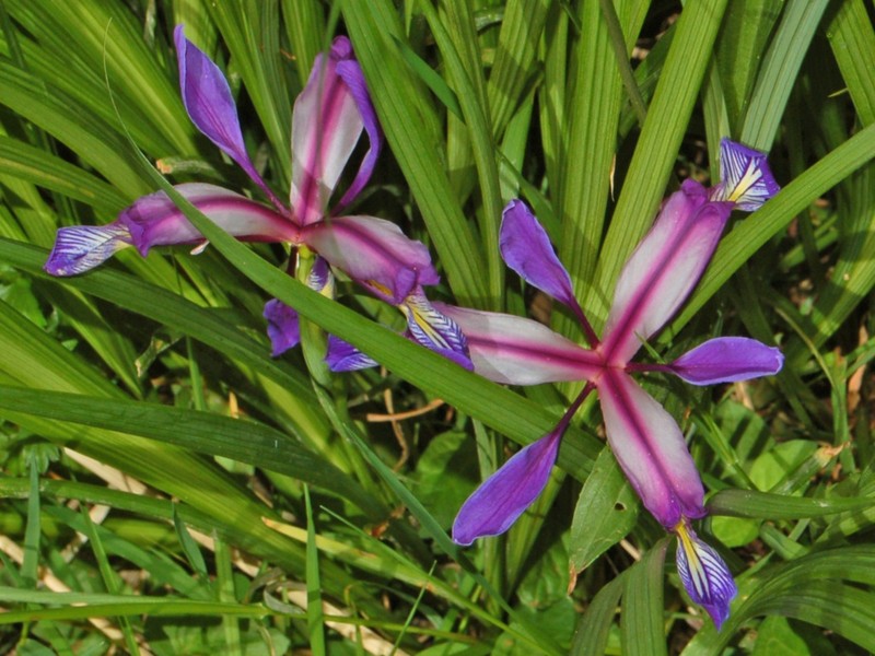 Iris graminea