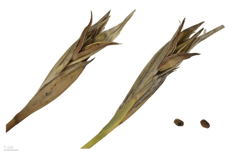 Iris graminea photo 2