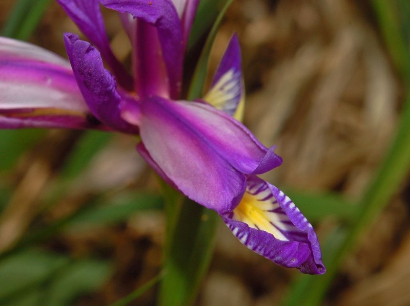 Iris graminea photo 3