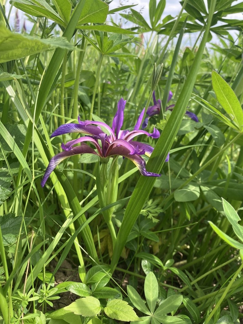 Iris graminea photo 4