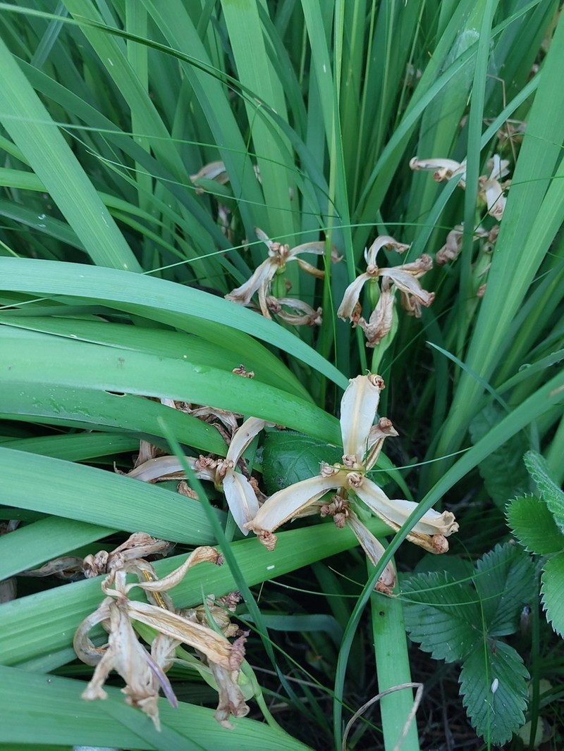 Iris graminea photo 5