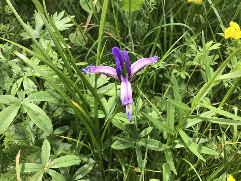 Iris graminea photo 6