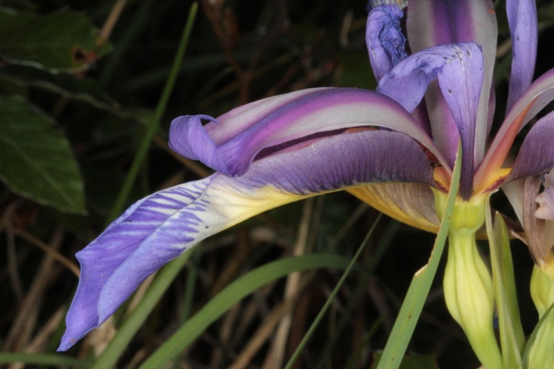 Iris graminea photo 7