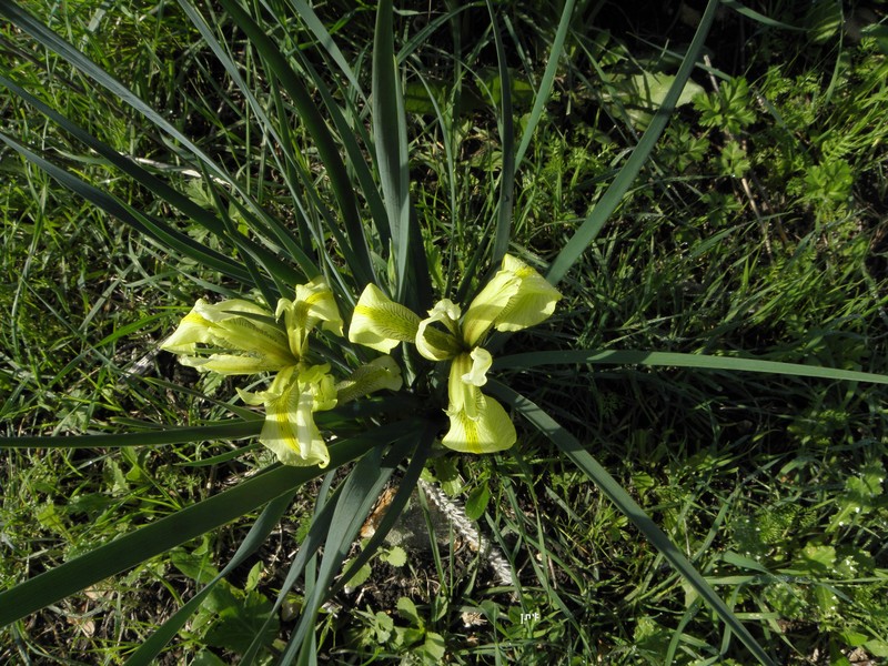 Iris grant-duffii