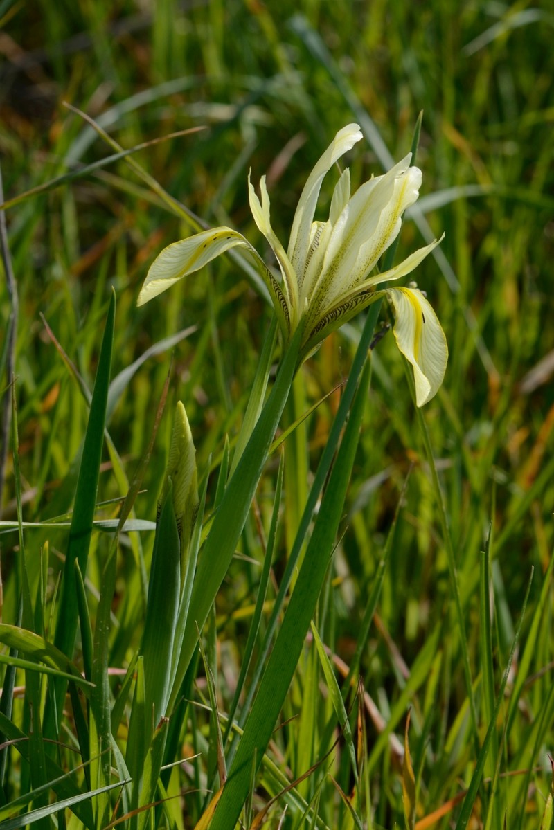 Iris grant-duffii photo 2