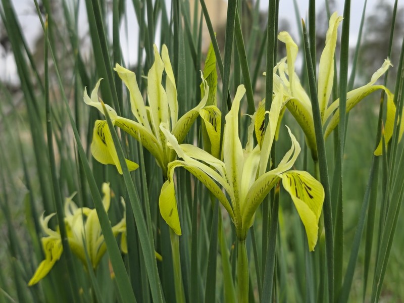 Iris grant-duffii photo 3