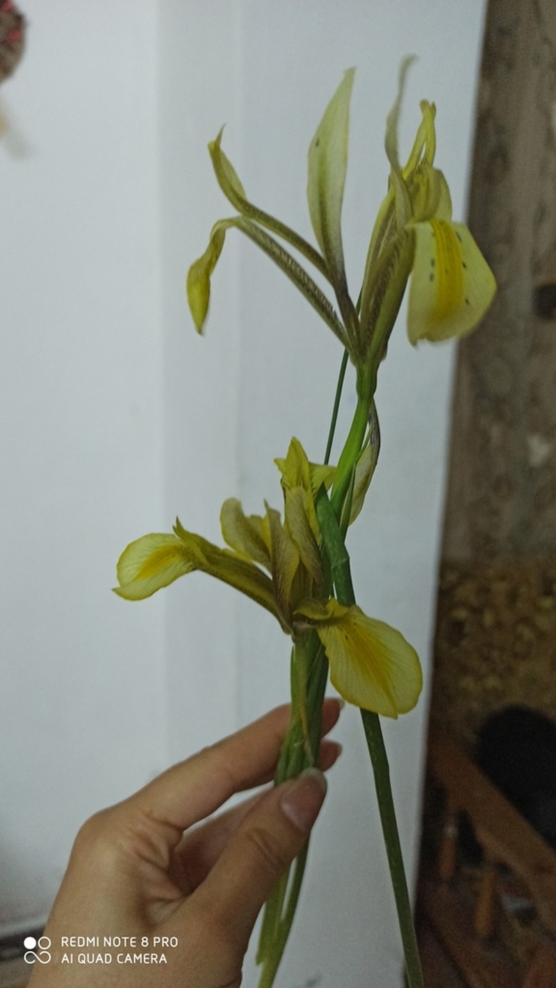 Iris grant-duffii photo 4