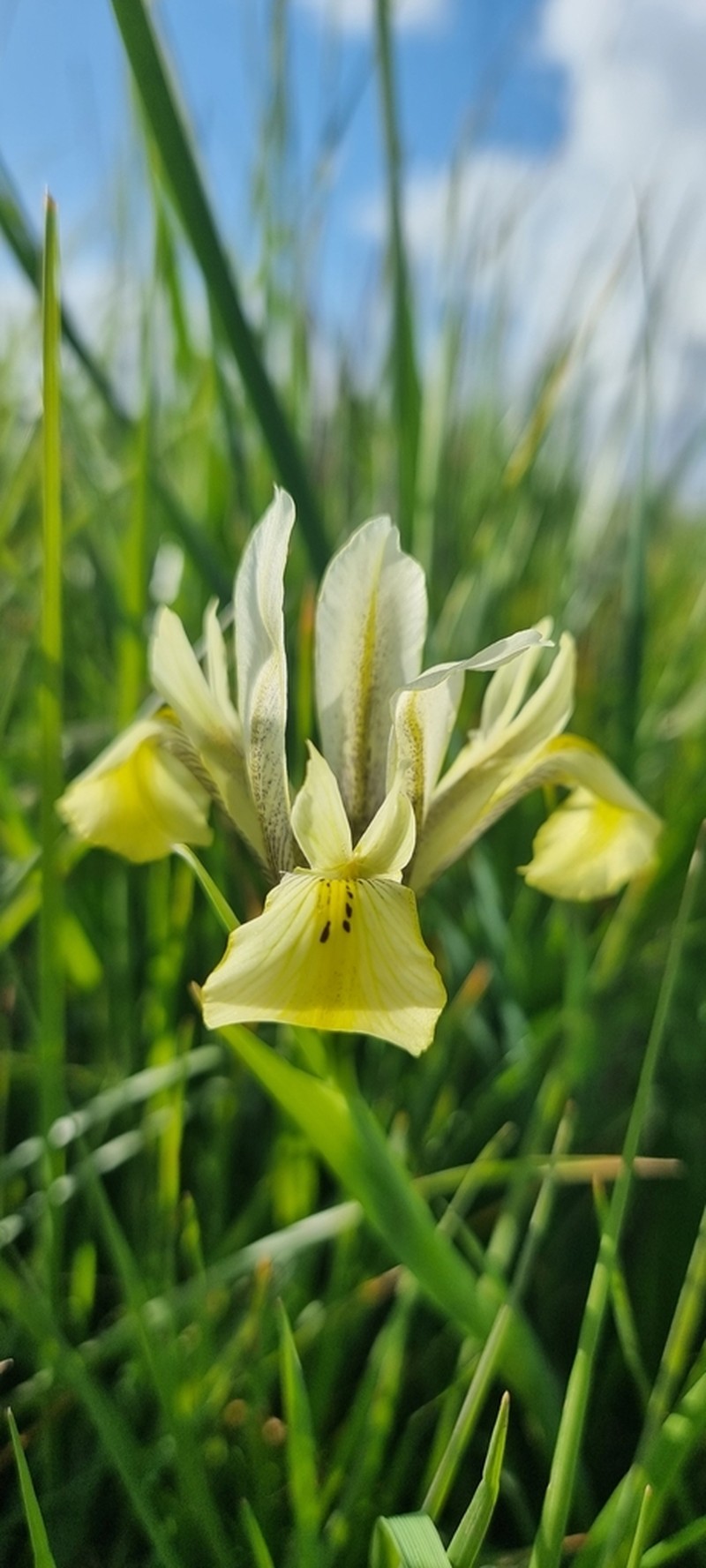 Iris grant-duffii photo 5