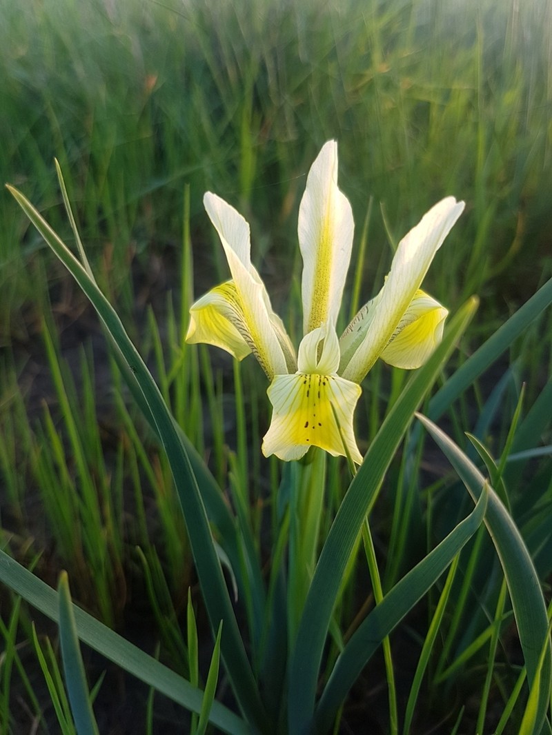 Iris grant-duffii photo 6