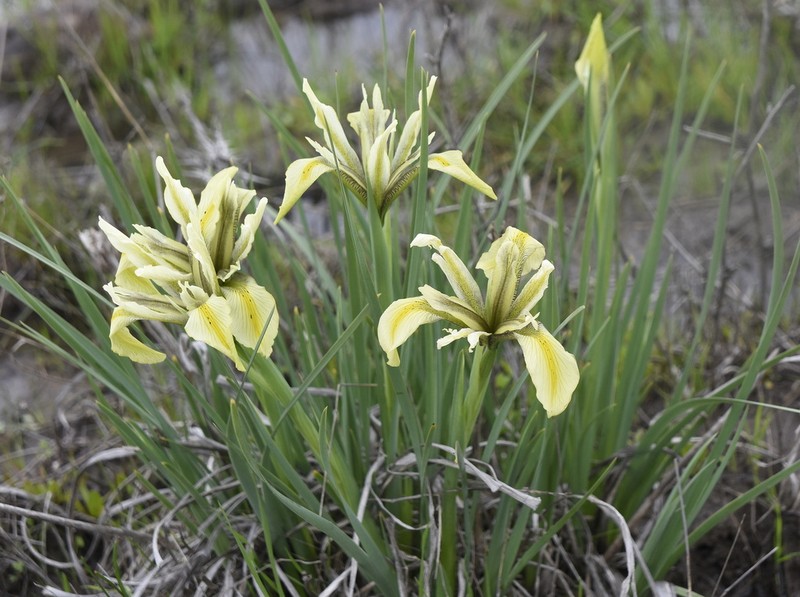 Iris grant-duffii photo 7