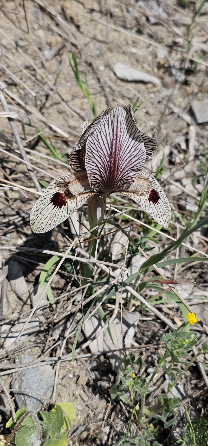 Iris grossheimii photo 3