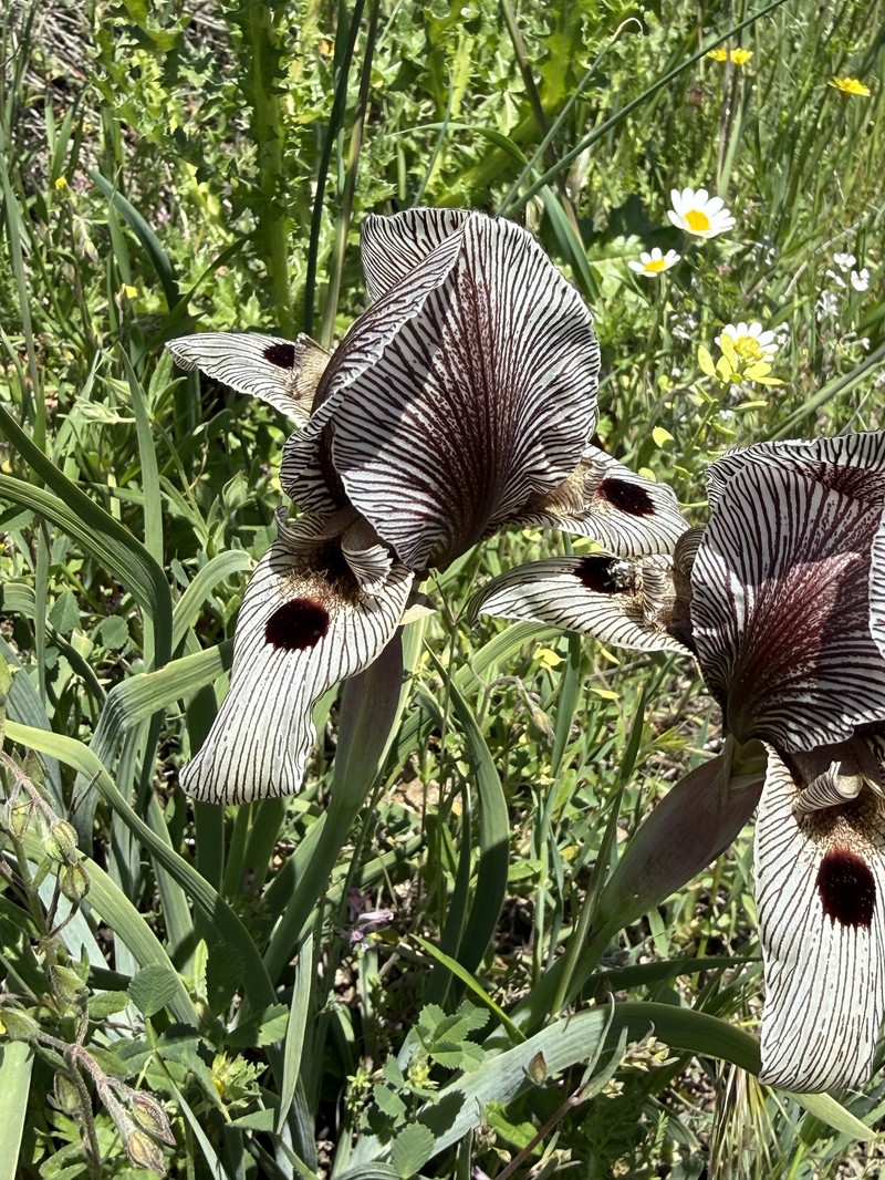 Iris grossheimii photo 4