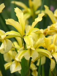 Iris halophila