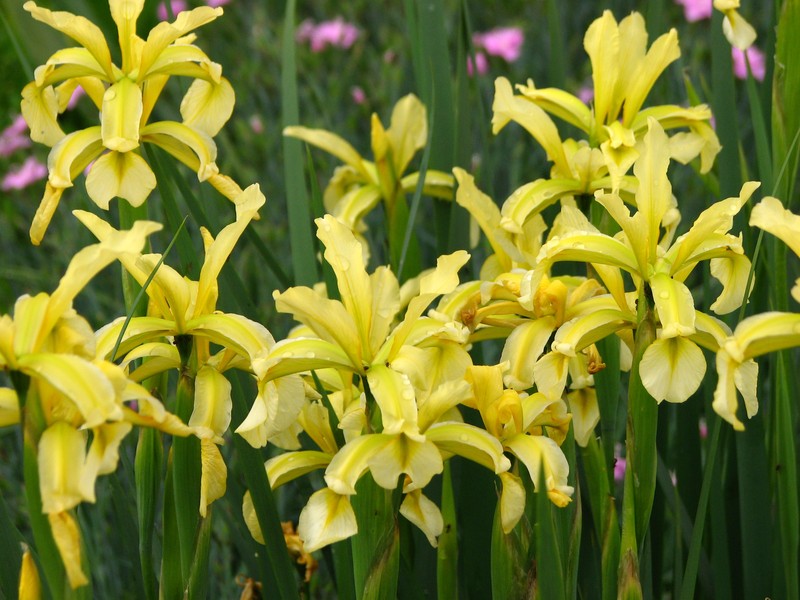 Iris halophila photo 2