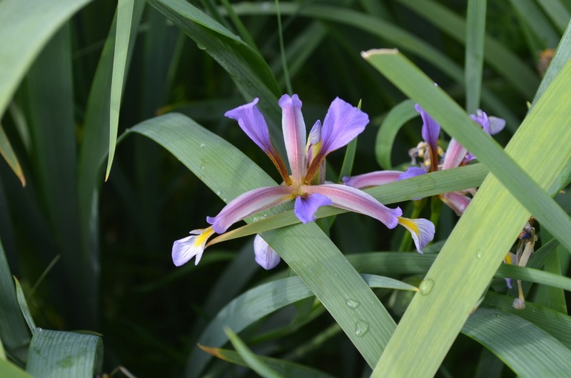 Iris halophila photo 3