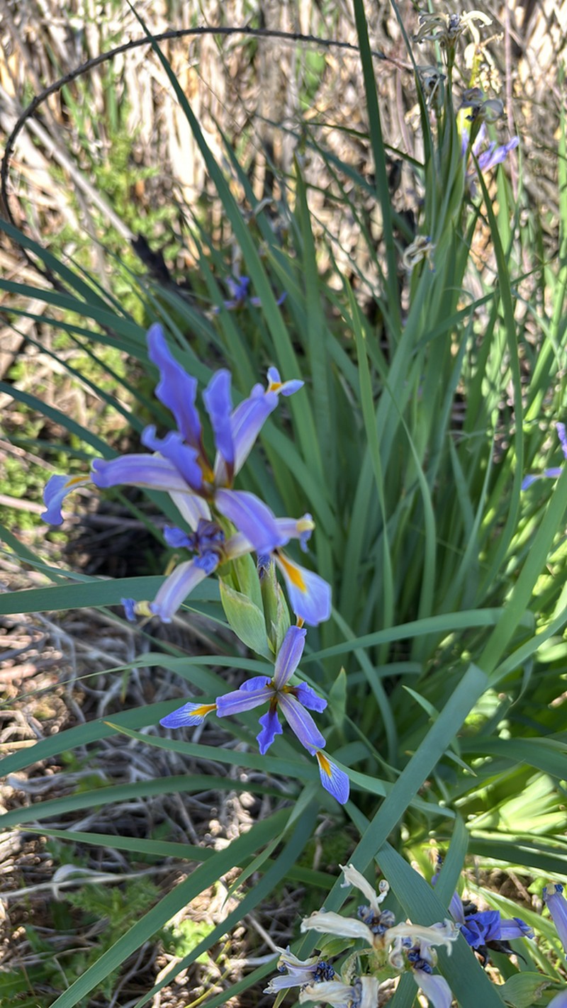 Iris halophila photo 4