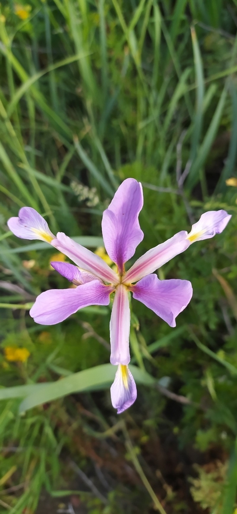 Iris halophila photo 5