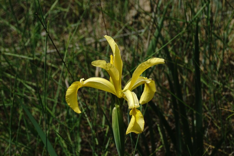 Iris halophila photo 6