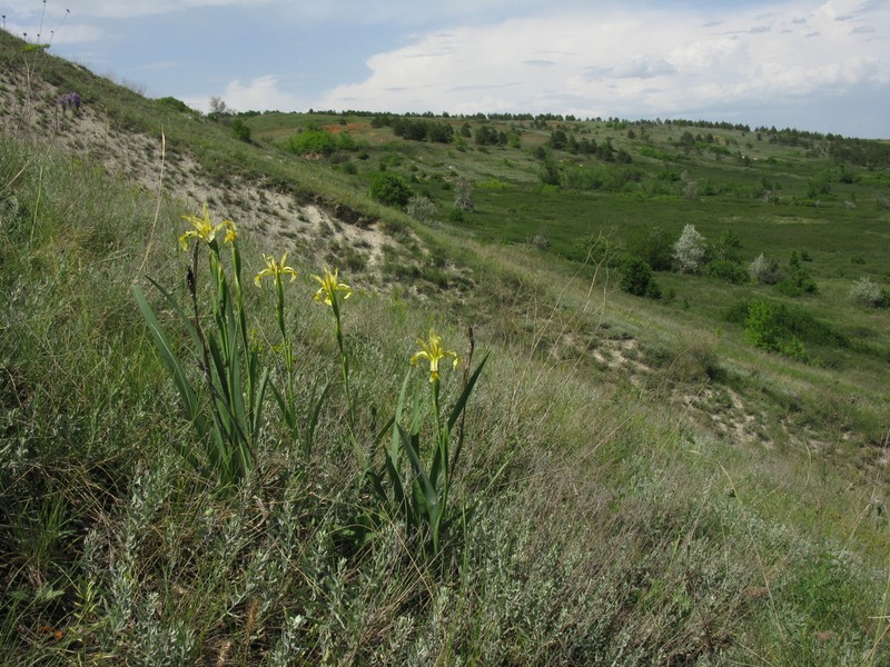 Iris halophila photo 7