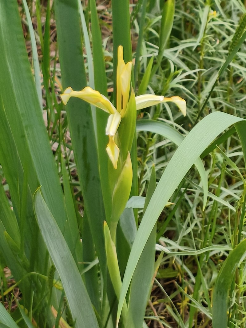 Iris halophila var. halophila