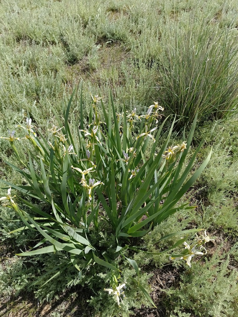 Iris halophila var. halophila photo 2