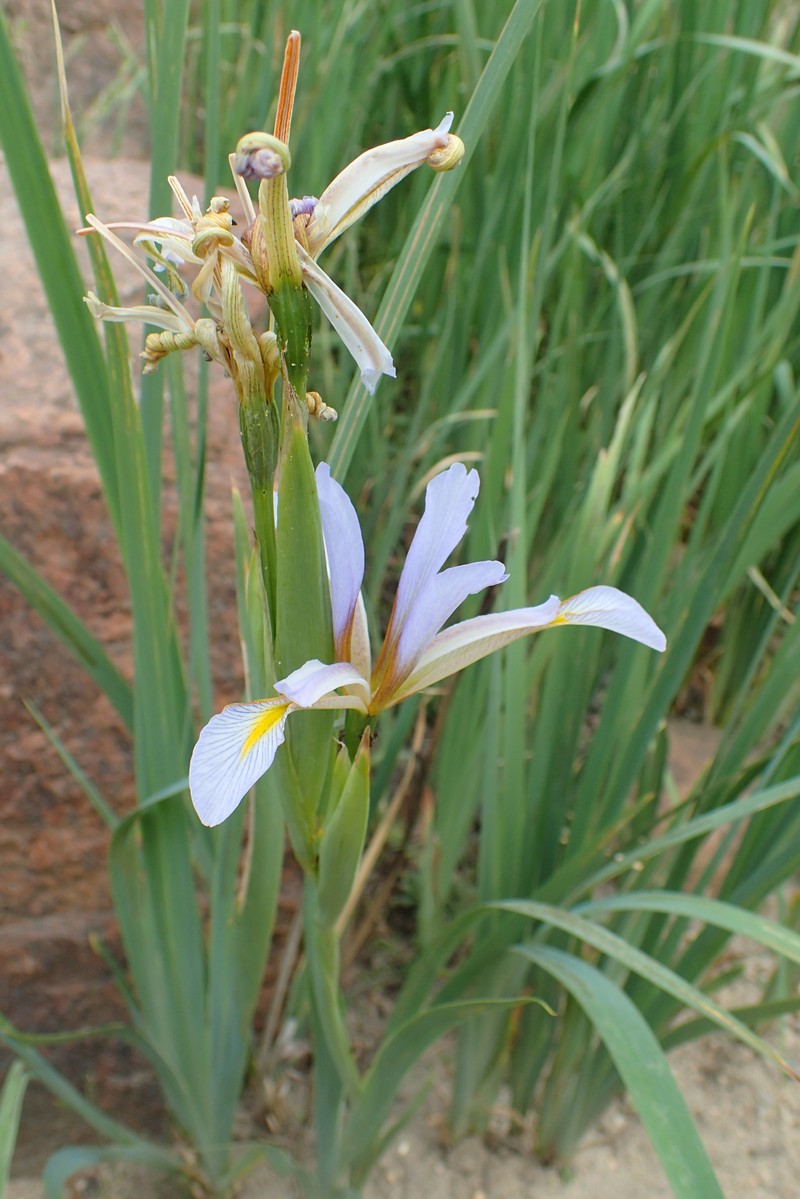 Iris halophila var. sogdiana