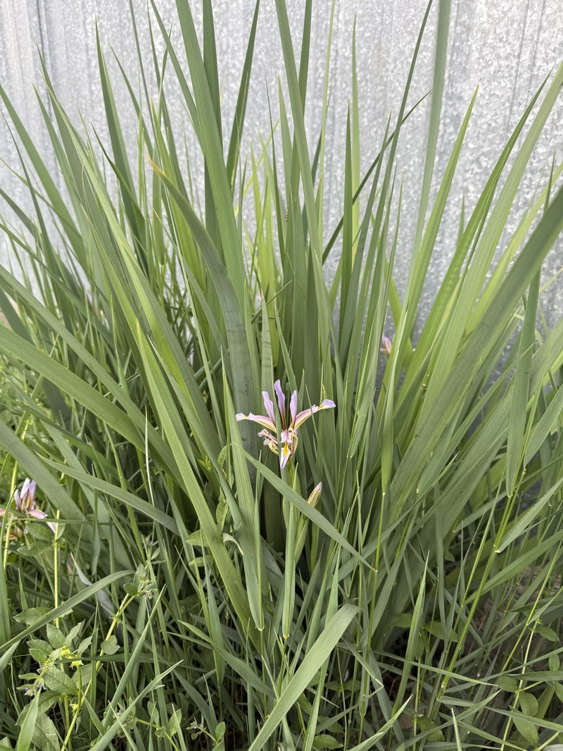 Iris halophila var. sogdiana photo 2