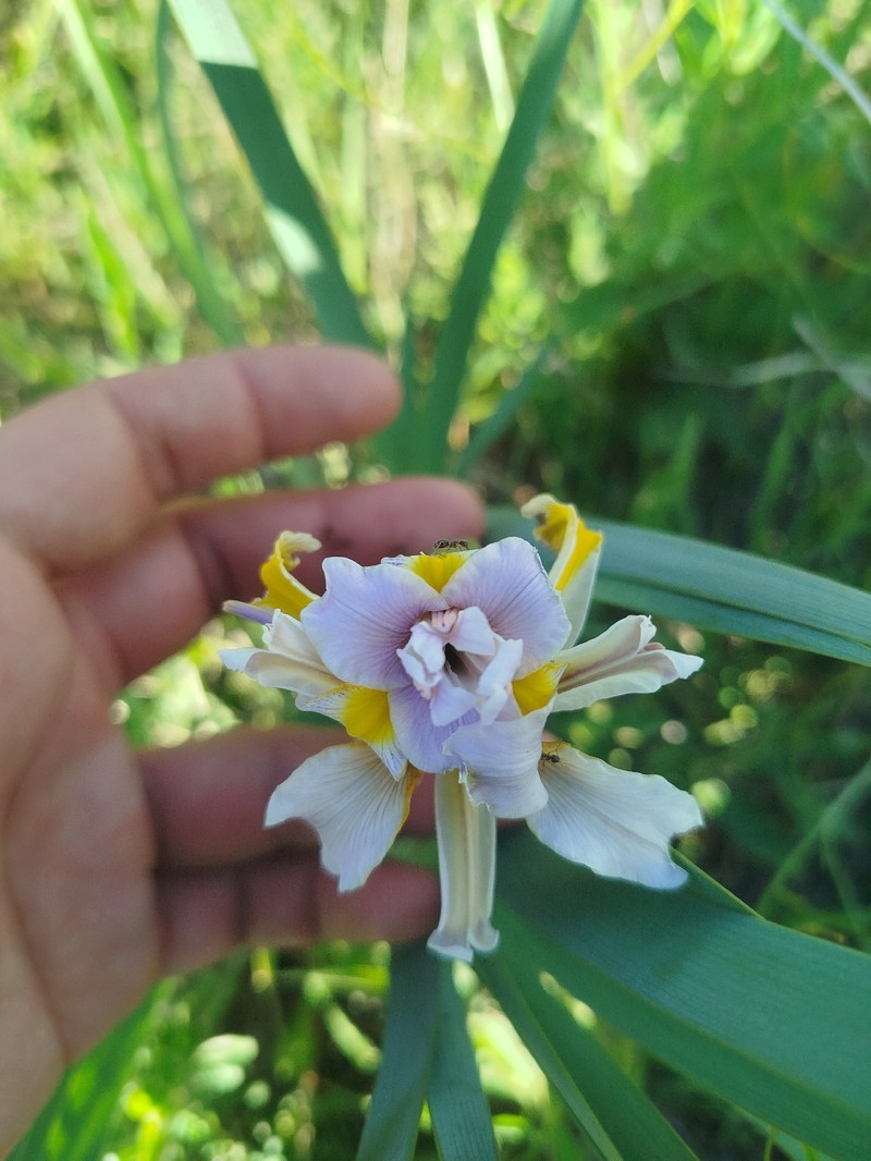 Iris halophila var. sogdiana photo 5