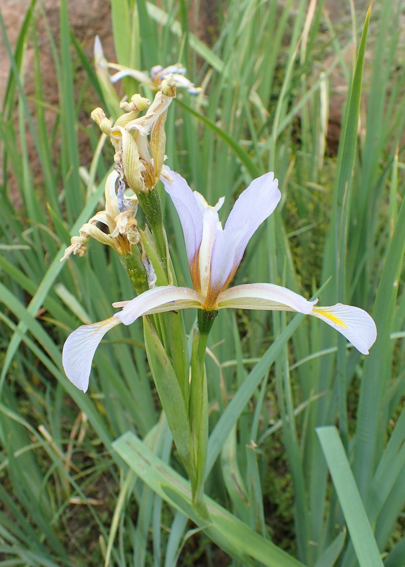 Iris halophila var. sogdiana photo 6