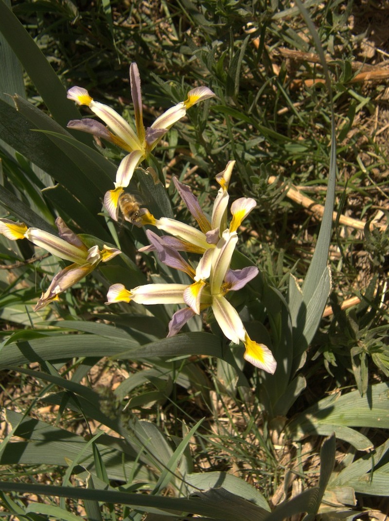 Iris halophila var. sogdiana photo 7