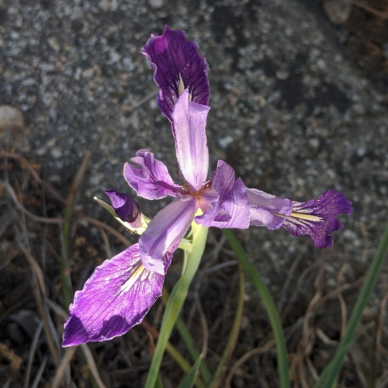 Rainbow Iris