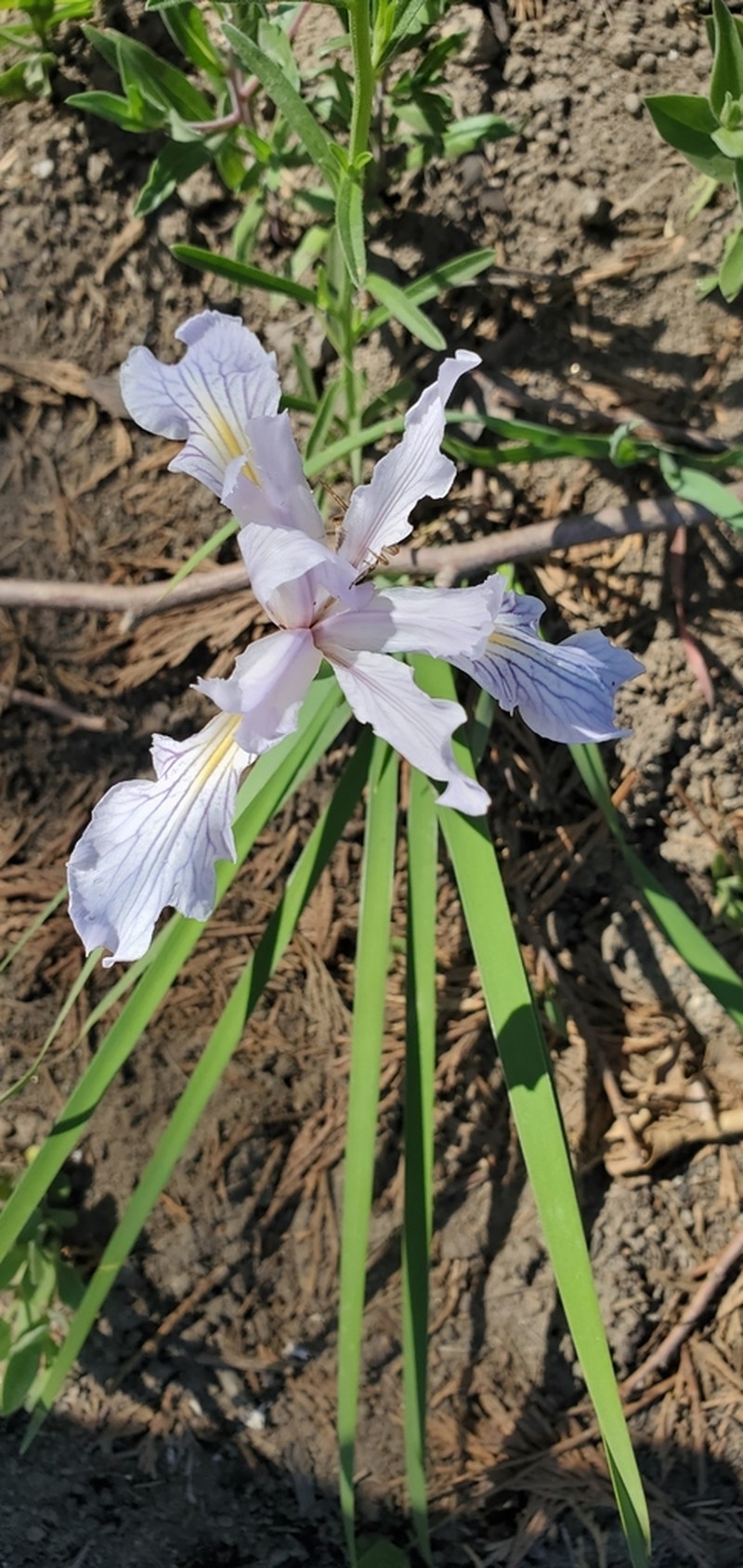 Rainbow Iris photo 2