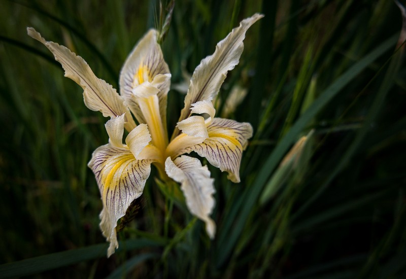 Rainbow Iris photo 3