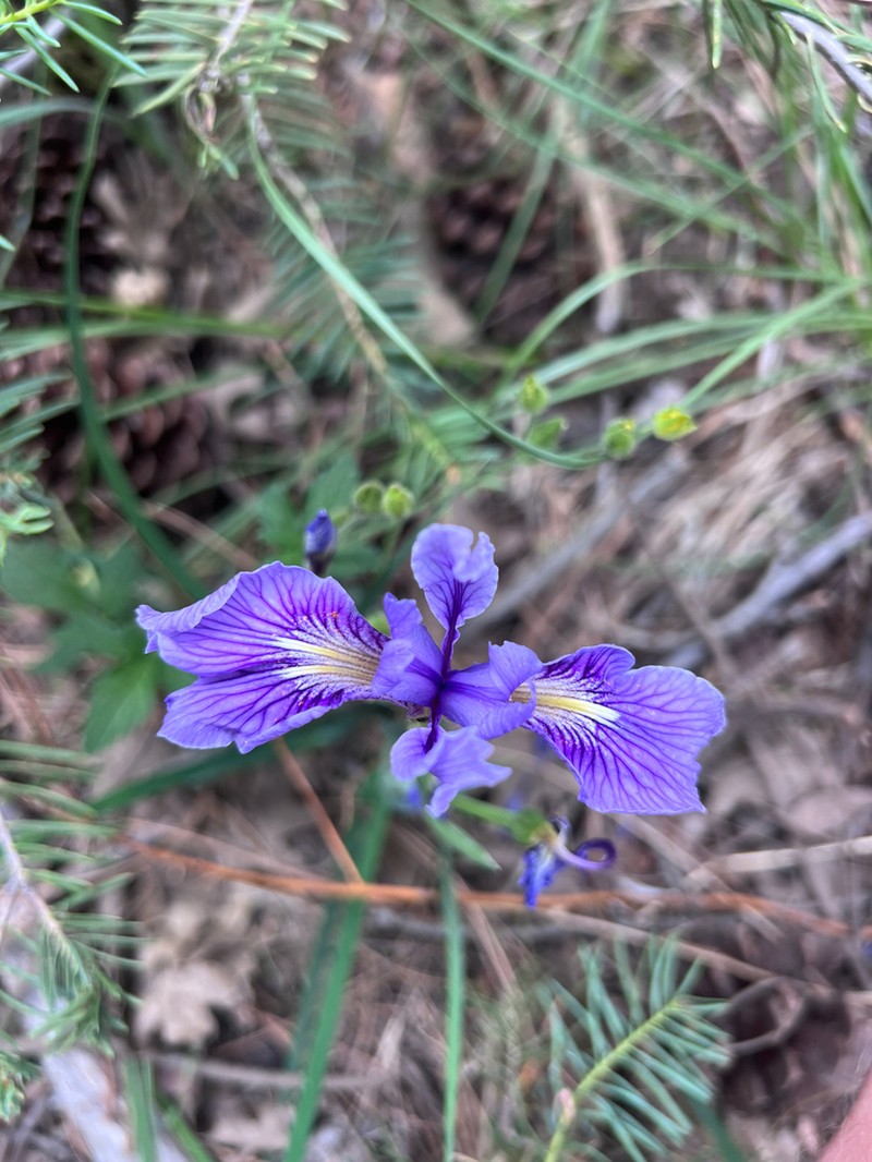 Rainbow Iris photo 4