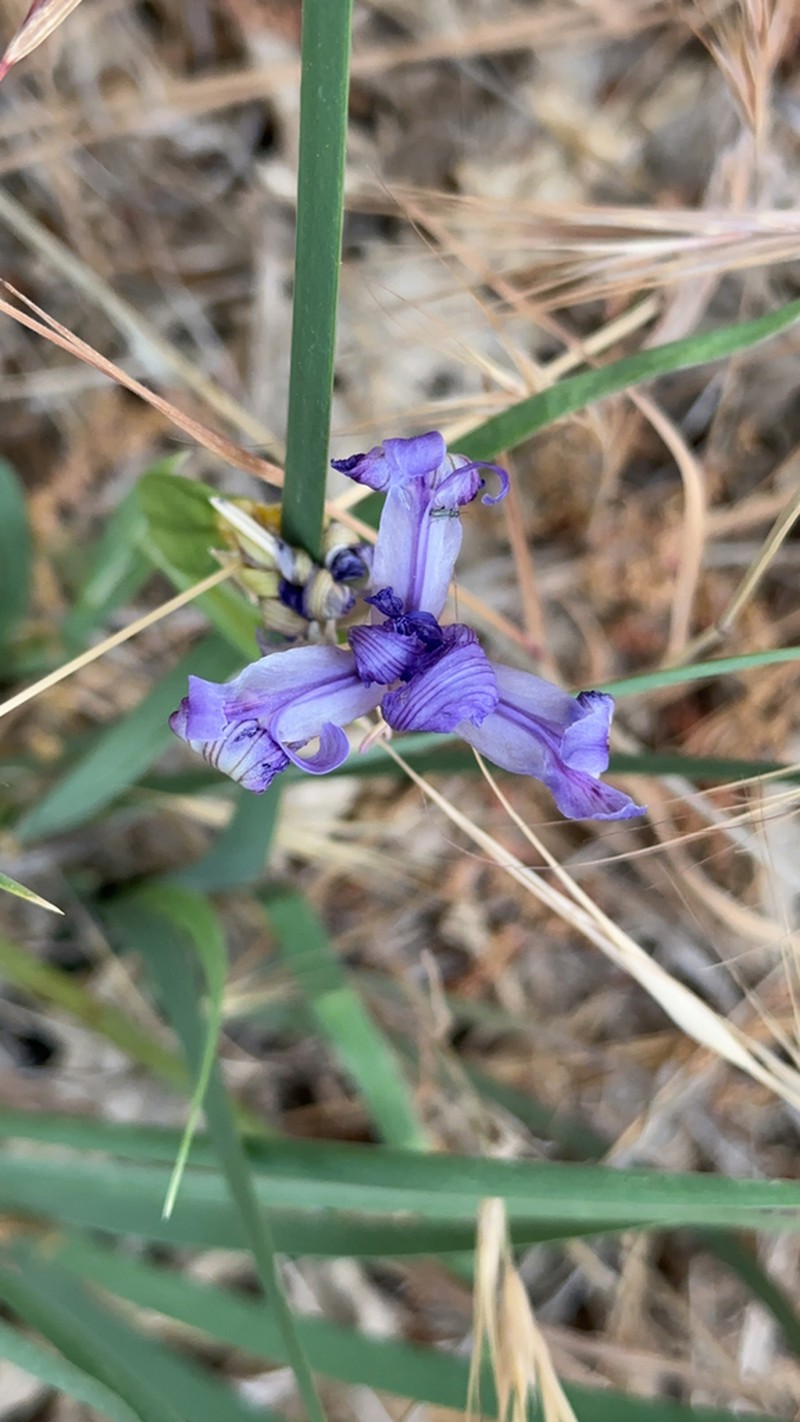 Rainbow Iris photo 5