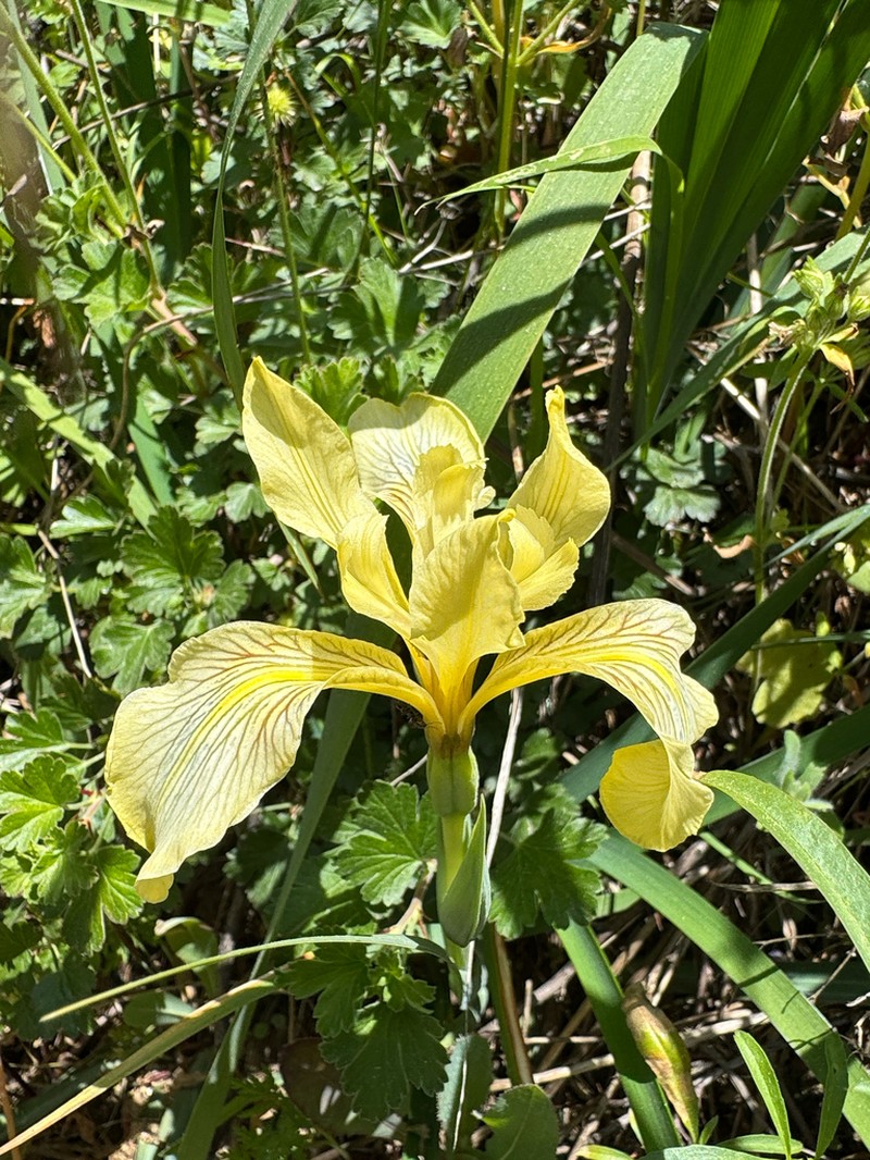 Rainbow Iris photo 6