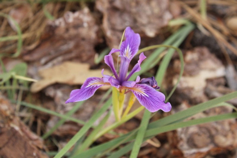 Rainbow Iris photo 7