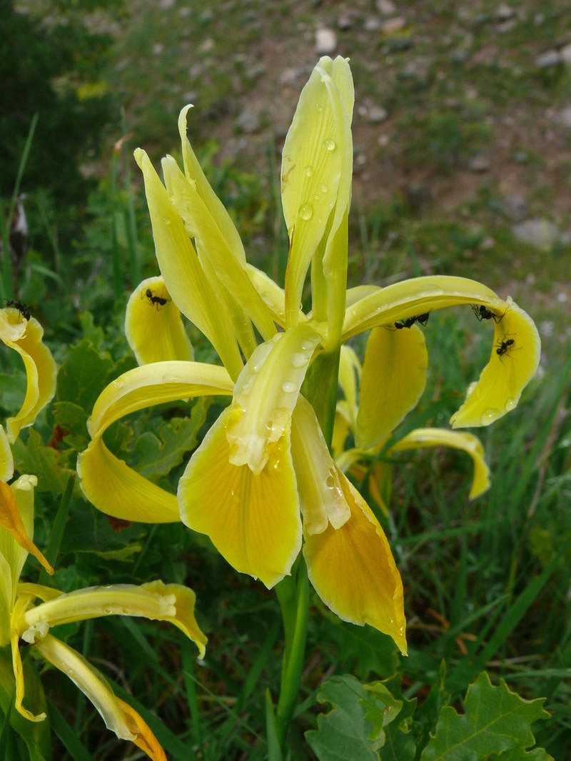 Iris haussknechtii