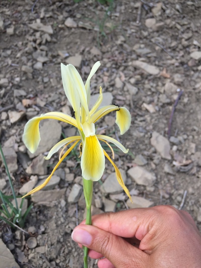 Iris haussknechtii photo 2