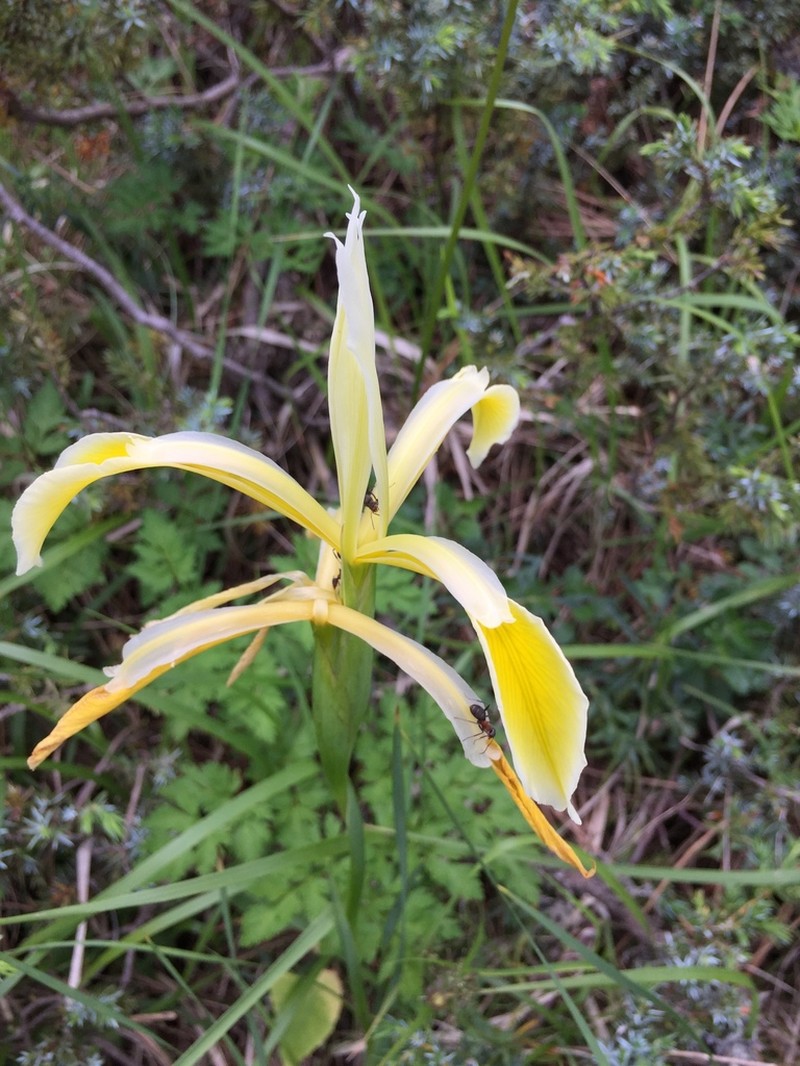 Iris haussknechtii photo 3