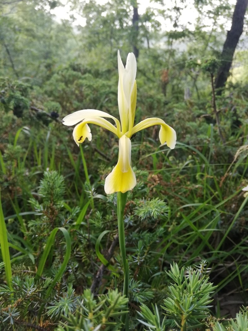 Iris haussknechtii photo 5