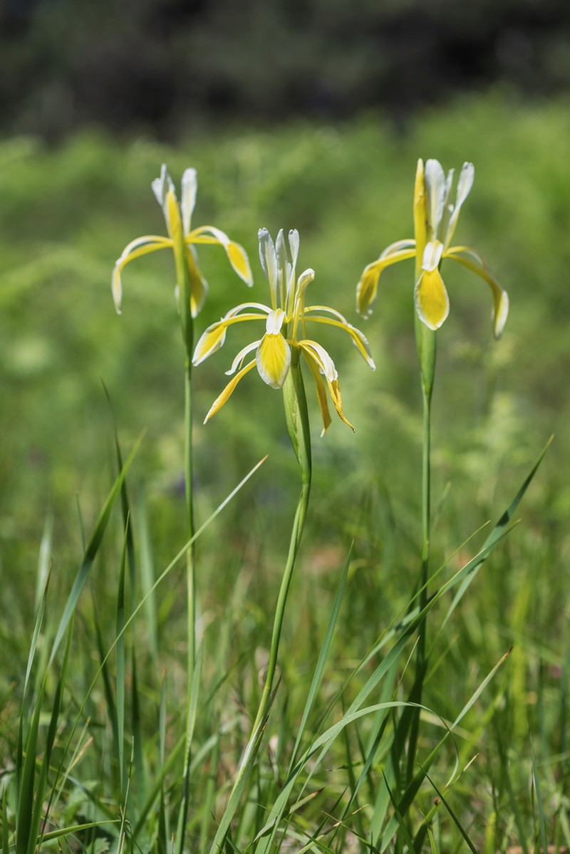 Iris haussknechtii photo 6