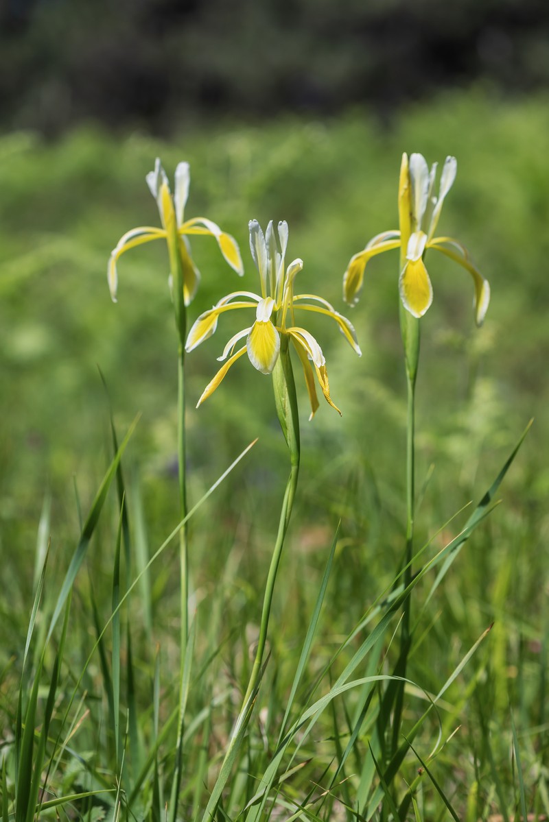 Iris haussknechtii photo 7